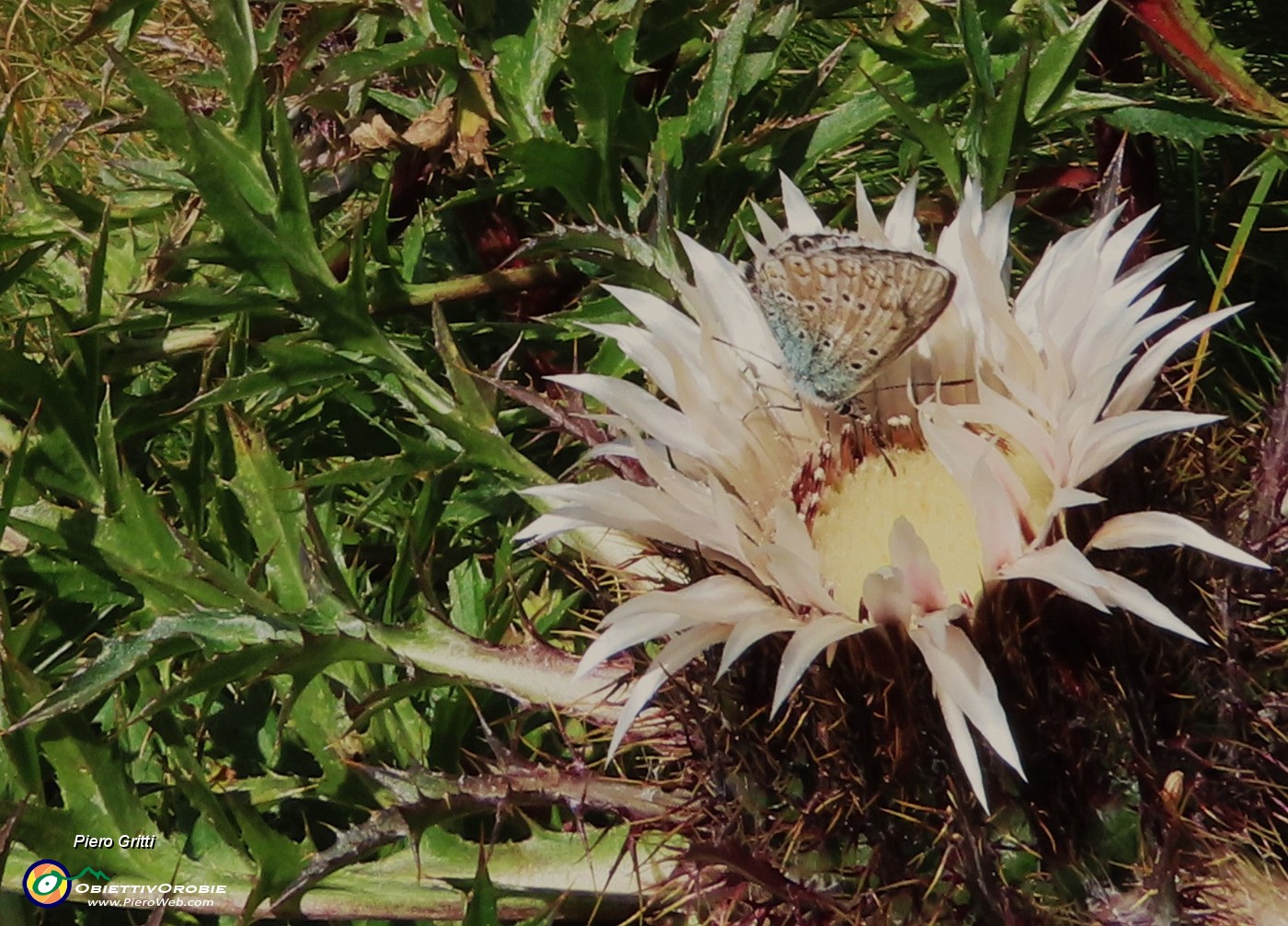 17 Carlina acaulis (Carlina bianca) con farfalla ospite.JPG